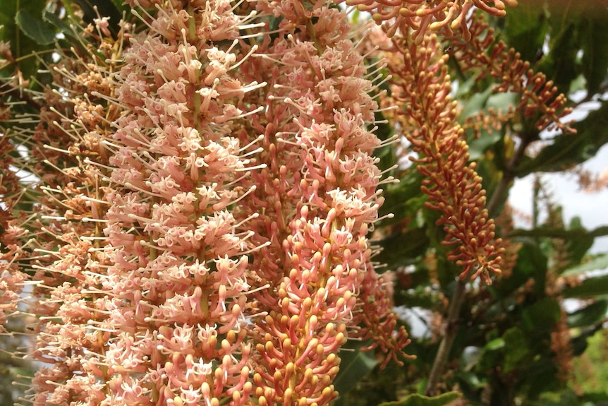 Indigenous macadamia flowering