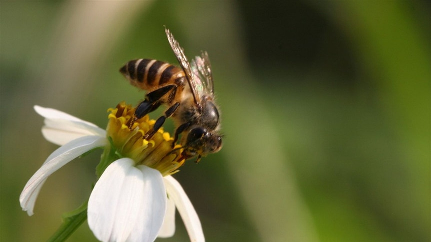 Apis cerana, or Asian honey bees, were found in a cable shipment from Malaysia.