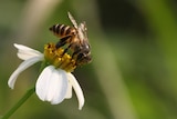 Apis cerana, asian honey bee, exotic pest that can carry the destructor varroa mite