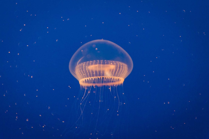 Jellyfish