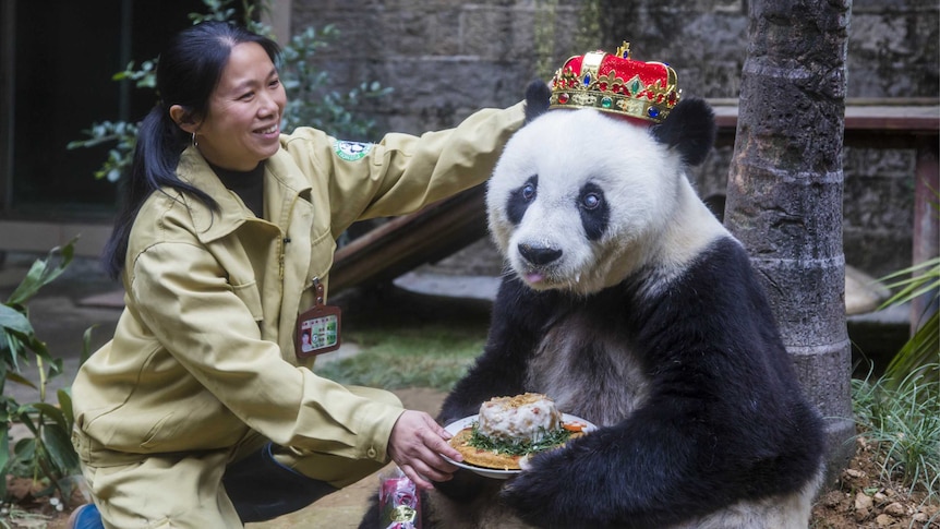 A female handler places a red crown dotted with coloured jewels on the panda's head.
