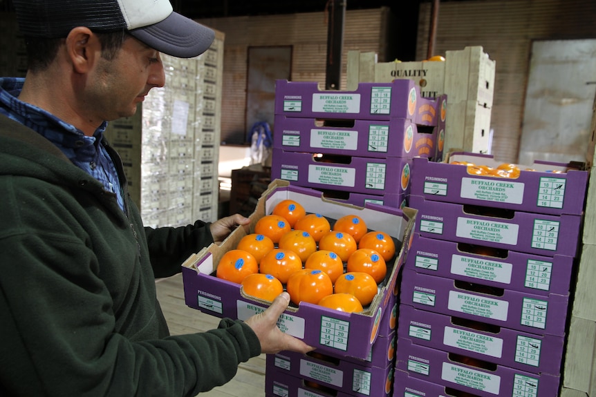 A packing shed with boxes of fruit stacked high