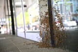 Close up of bee swarming on a window in Murray Street.