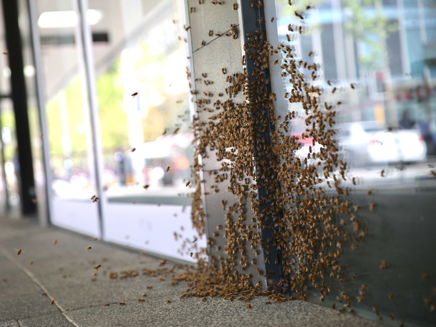 Close up of bee swarming on a window in Murray Street.