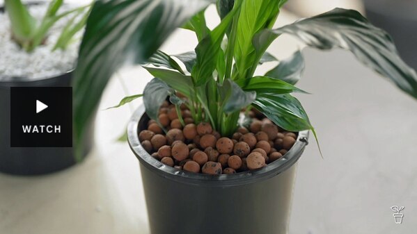 Indoor plant growing in clay ball media. Has Video.