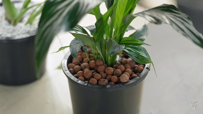 Indoor plant growing in clay ball media.