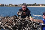 Man reaching over to place osprey eagle in large stick nest, middle of scene, nest across foreground