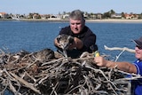 Man reaching over to place osprey eagle in large stick nest, middle of scene, nest across foreground