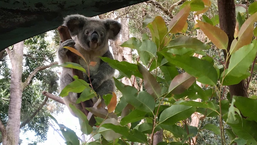 A koala hugs a tree and looks into the camera from the Dreamworld theme park.