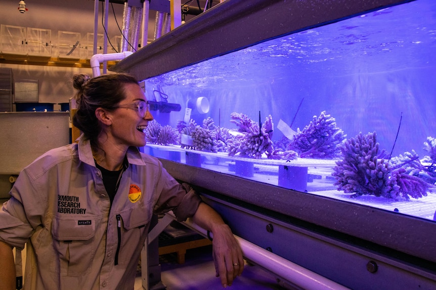 A scientist in a khaki shirt stands next to an aquarium with violet light containing several coral samples.