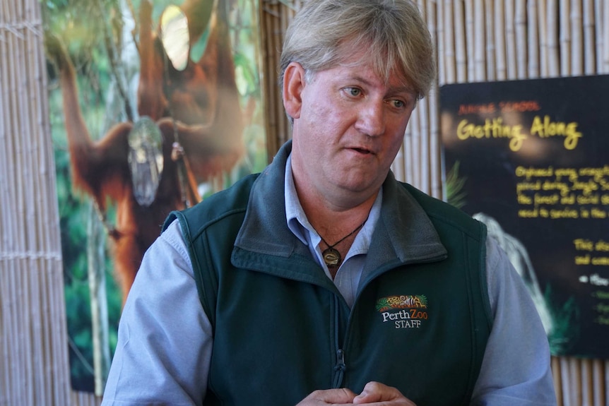 A mid shot of Perth Zoo curator of operations John Lemon speaking to reporters at the zoo's orangutan enclosure.