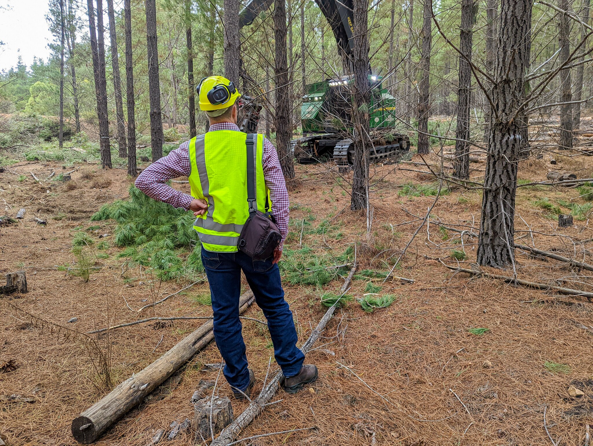 Native Logging Ban Leaves 'bitter Taste' In Mouth Of Forestry Families ...