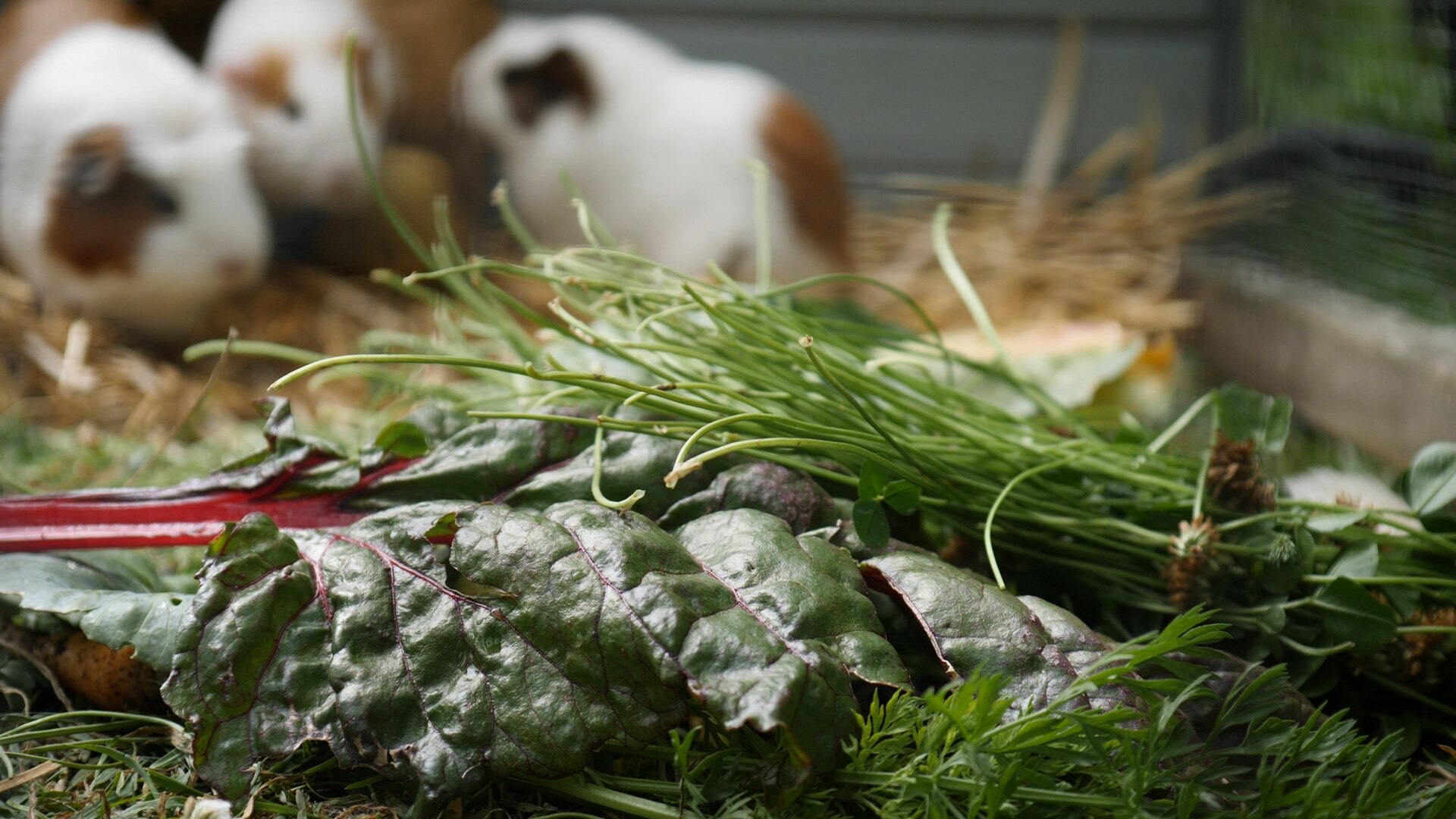 Tasmanian couple farm 'sustainable' guinea pig meat, a common protein