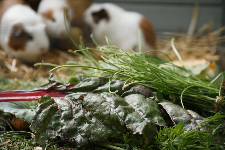 Guinea pigs in background and vegie scraps including silverbeet in the foreground