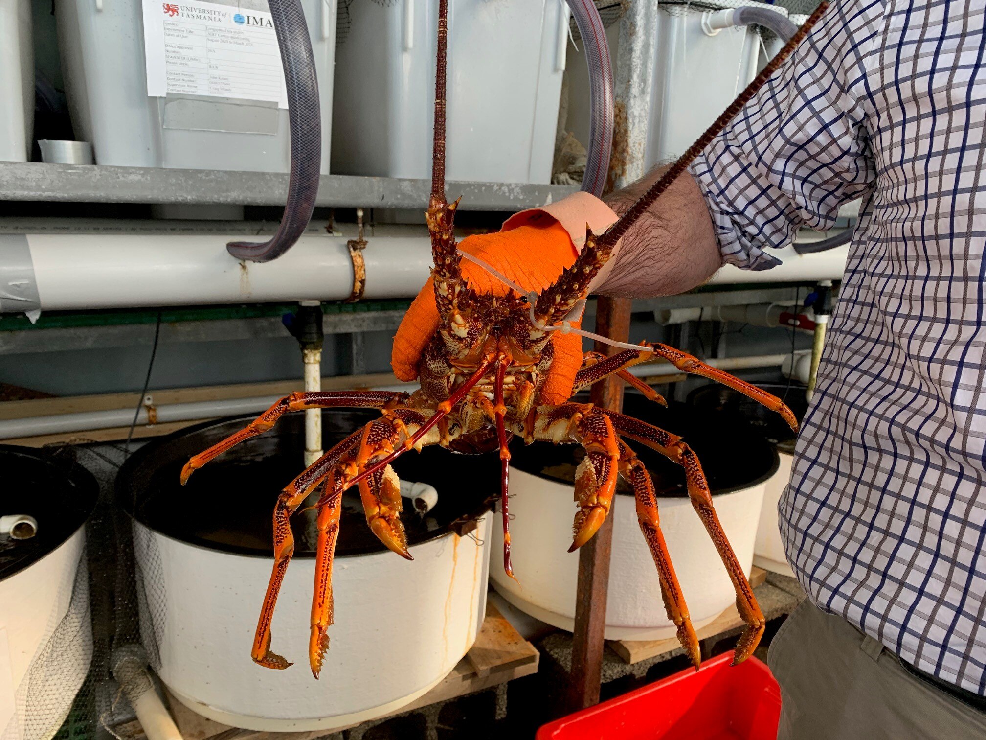 King Island lobster fishers fear seismic testing plans could damage the