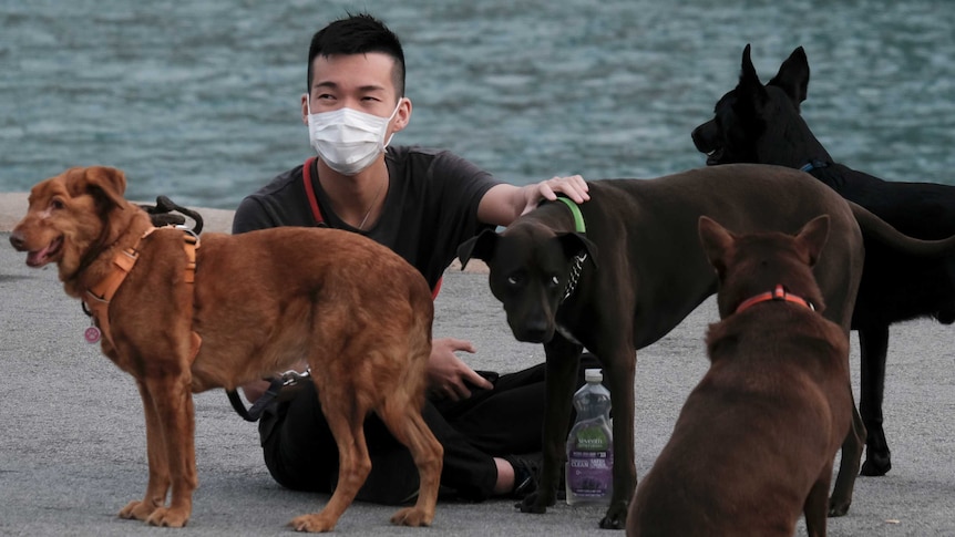 A man sits on pavement surrounded by four dogs on leashes.