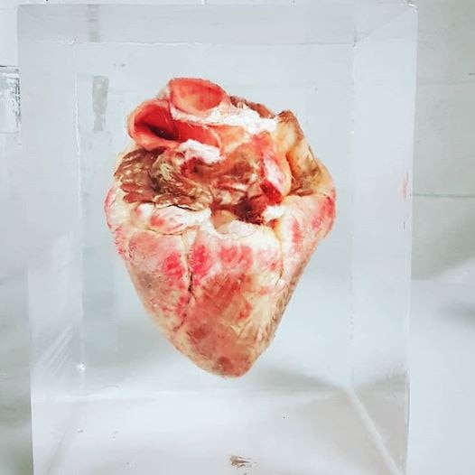 A frozen cow's heart