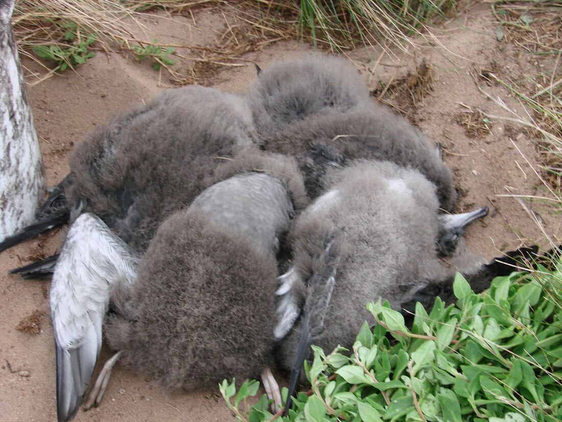 Four mutton bird chicks covered in down lie dead on the sand.