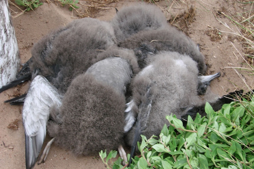 Four mutton bird chicks covered in down lie dead on the sand.
