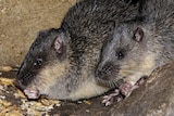 Close-up of two rodents eating insects