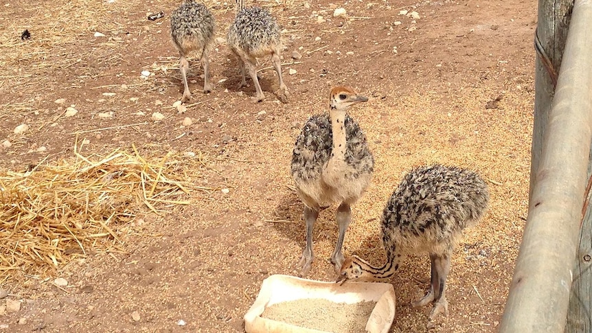 New baby ostrich chicks