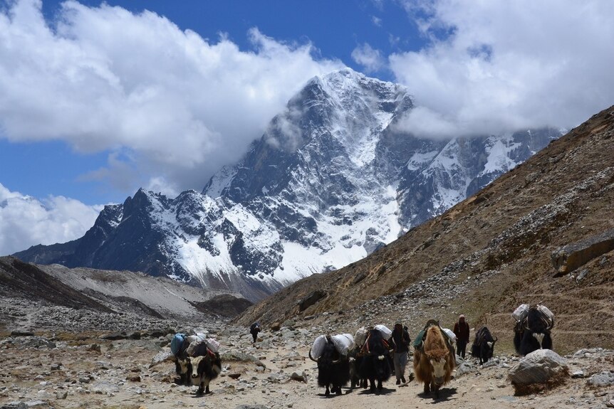 Yaks on the path near Mount Everest base camp