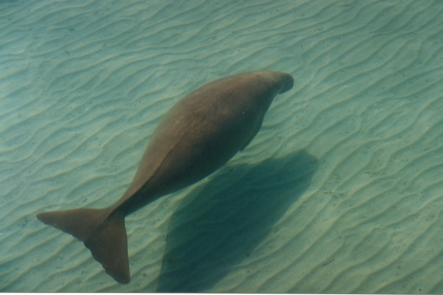 An above view looking down at a dugong in shallow water over sand patterns