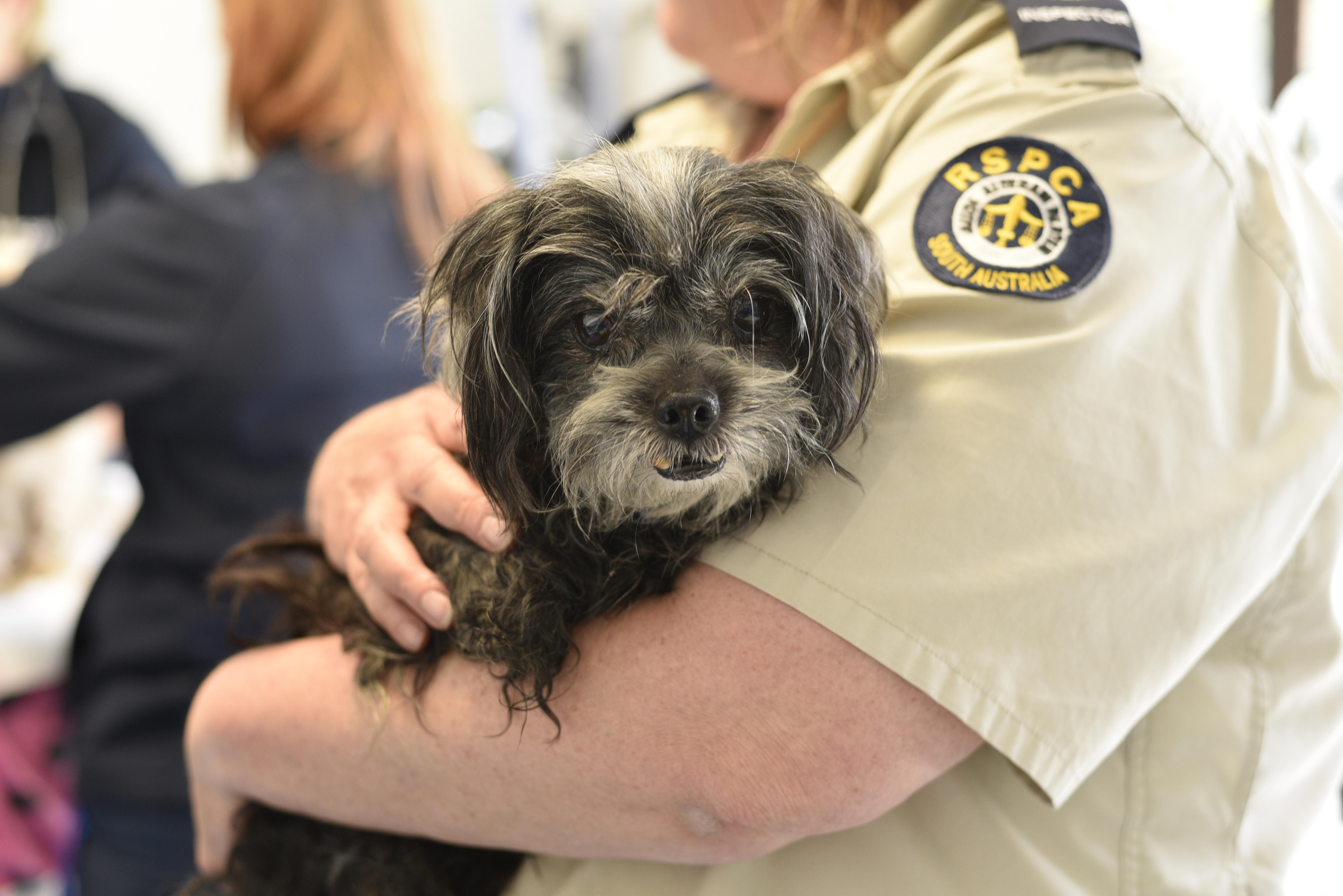 An RSPCA inspector holding a dog.