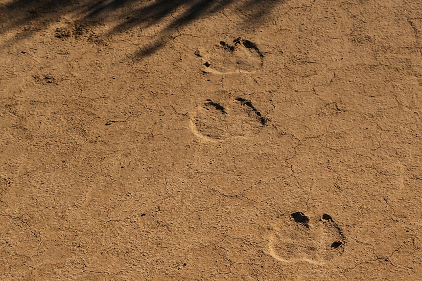 Camel footprints in the sand.