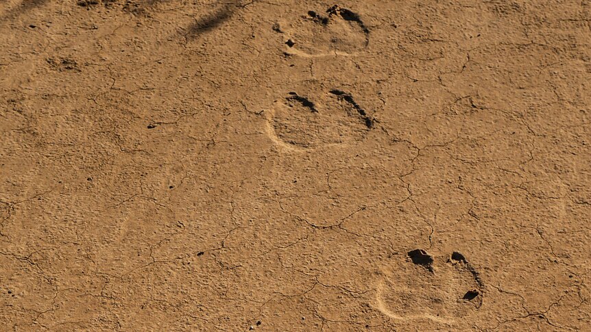 Camel footprints in the sand.