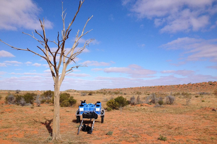 A lone tree in the desert.