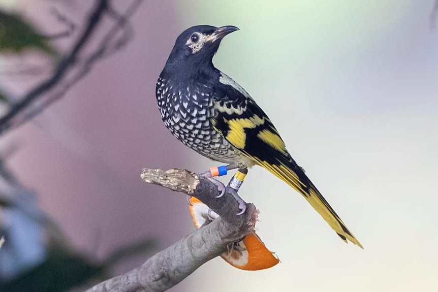 A colourful bird perched on a twig