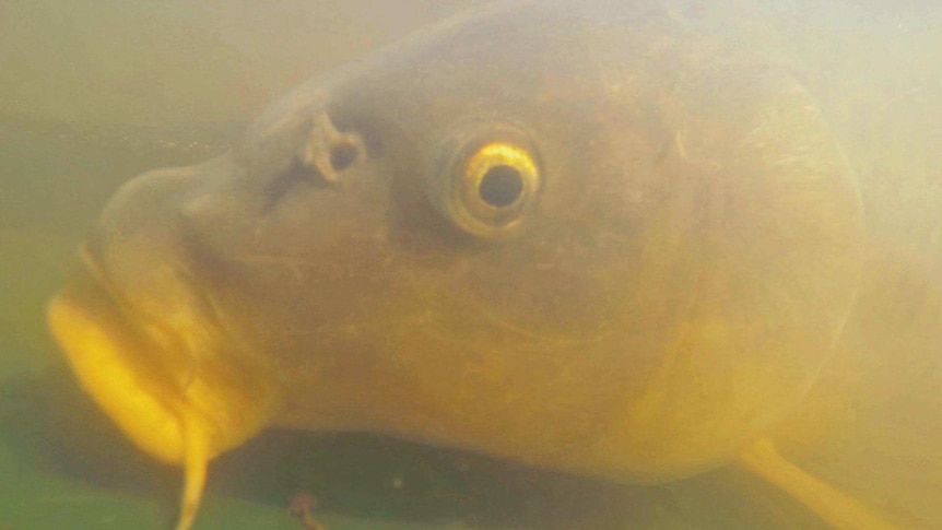 Carp is considered to be one of the world's most invasive species.