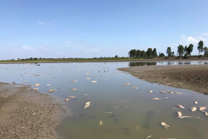 hundreds of dead fish floating on the surface of a very low lagoon.