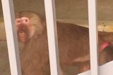 a medium-sized furry animal looks at the camera, through bars
