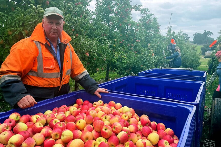 An elderly man in a high vis jacket stands next to a bin filled with apples in an apple orchard.