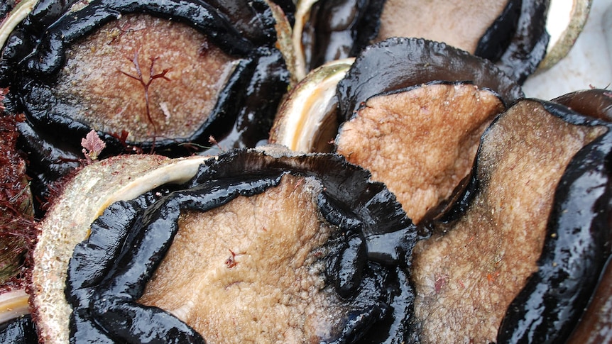 A close up photo of abalone.