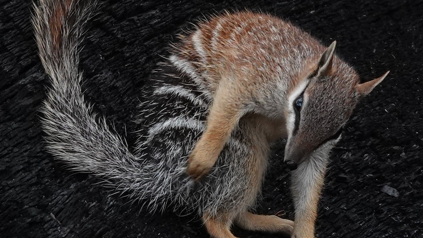 A numbat on a burnt log.