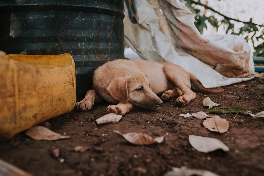 A puppy lying on the ground with leaves next a bin