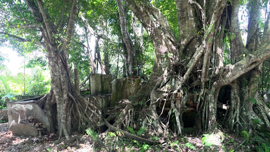 A war wreckage is barely visible amongst the lush greenery of the jungle.