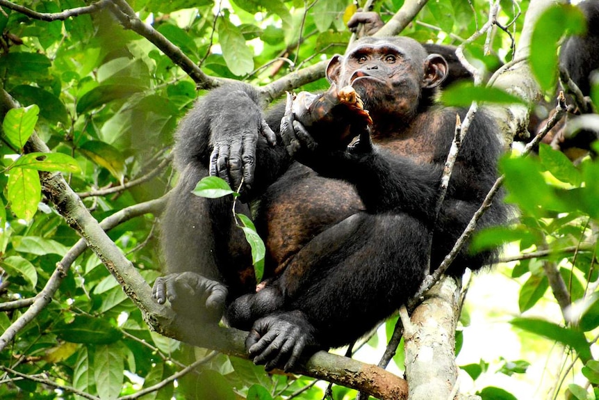 A chimp sitting in a tree with a broke tortoise shell in its hand.