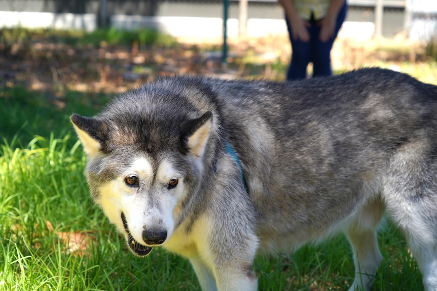 A 12-year-old husky named Jasper in a backyard