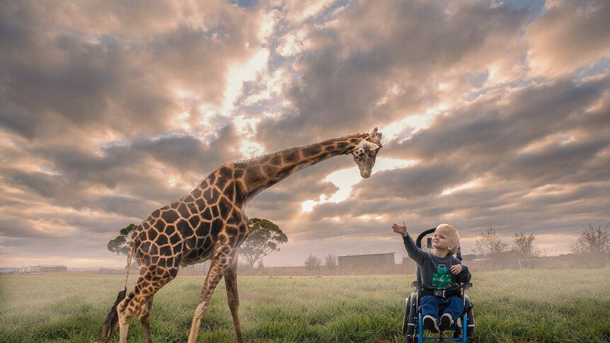 A composited image of a giraffe and a boy in a wheelchair in a paddock