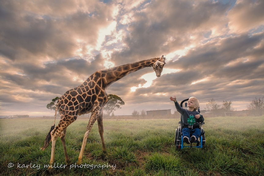 A composited image of a giraffe and a boy in a wheelchair in a paddock