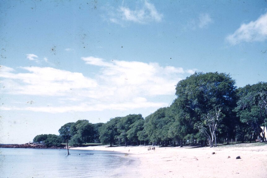 The coastline showing Tamarind trees.