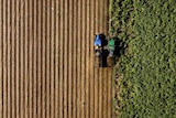 Mackay cane farm from above