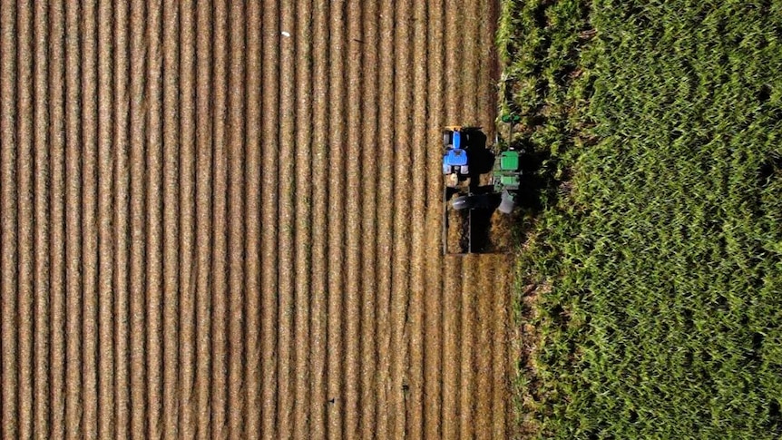 Aerial view of a sugar harvester in action