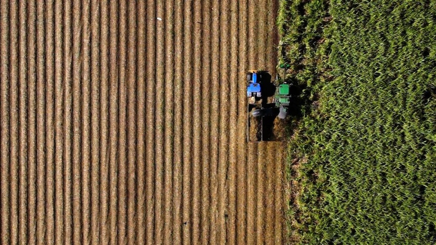 Mackay cane farm from above