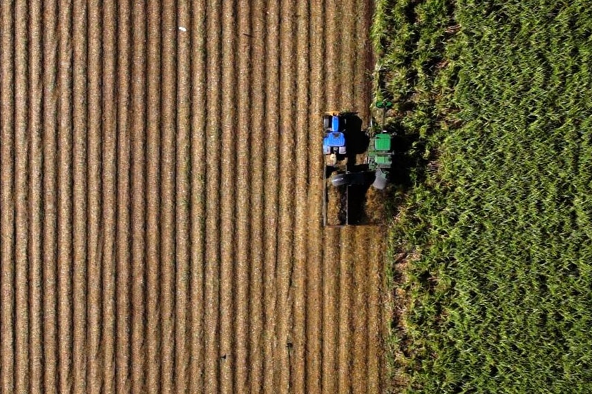 Aerial view of sugarcane harvesting