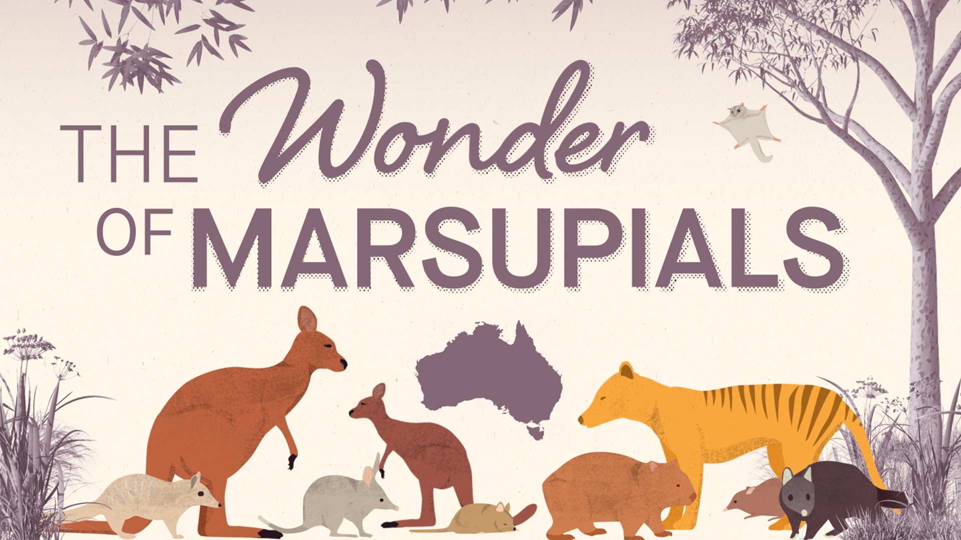 The Wonder of Marsupials - ABC Content Sales